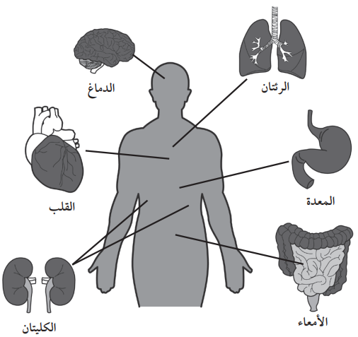 أعضاء الجسم الرئيسية